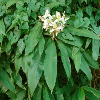 Hedychium flavescens Carey ex Roscoe